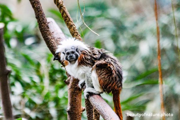 Cotton-topped Tamarin 2 Horizontal