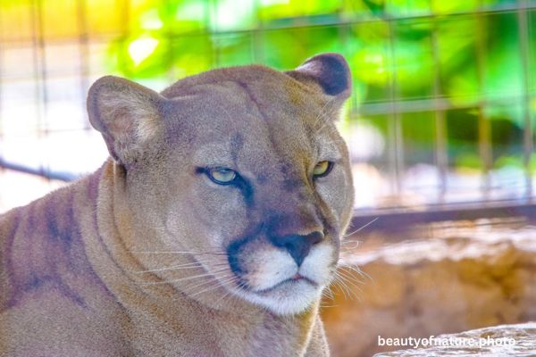 Cougar 1 Horizontal