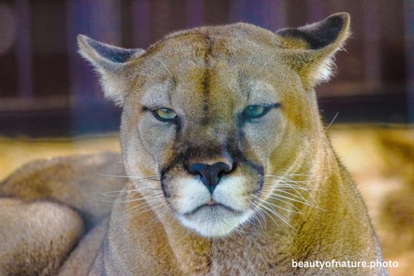 Cougar 2 Horizontal