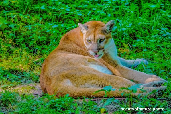 Cougar 5 Horizontal
