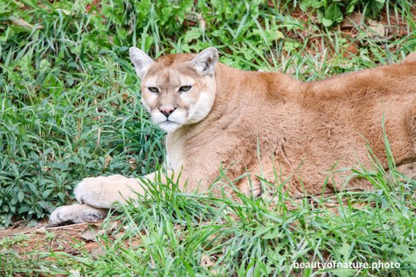Cougar 6 Horizontal