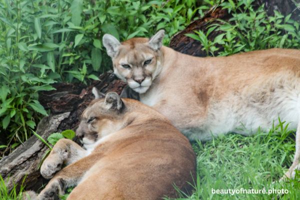 Cougar 7 Horizontal