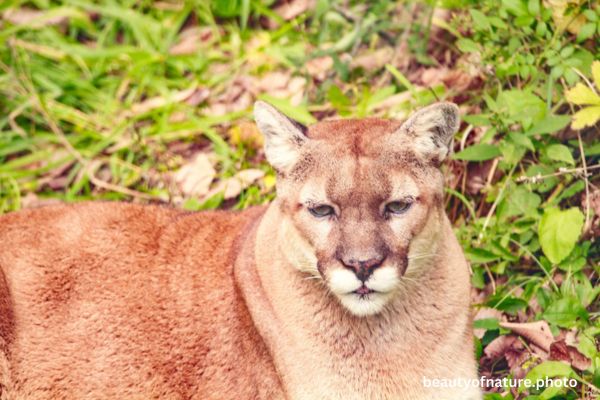 Cougar 9 Horizontal