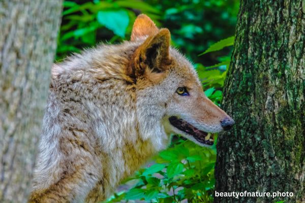 Coyote 5 Horizontal