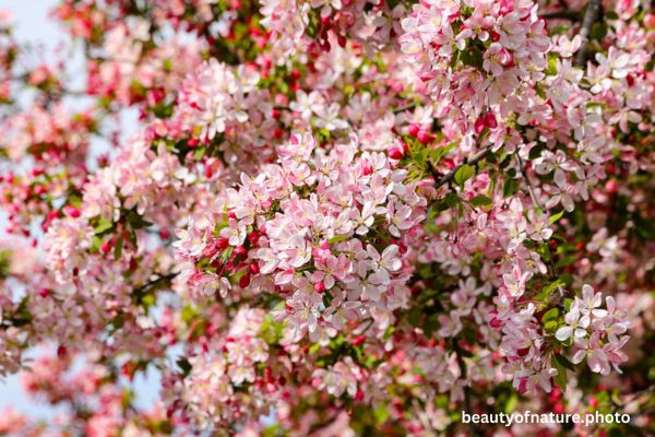 Crabapple Blossom Horizontal