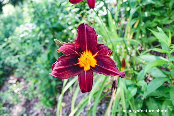 Day Lily 1 Horizontal