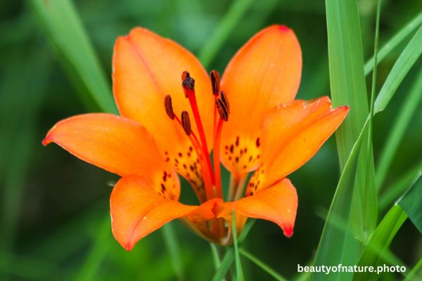 Day Lily 3 Horizontal