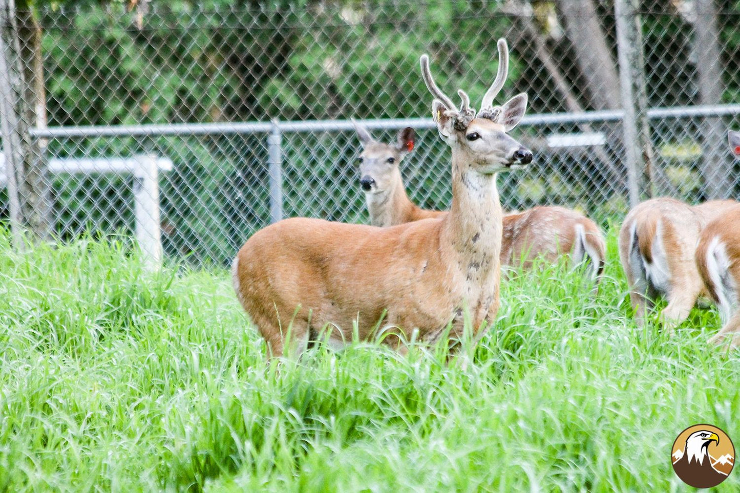 Deer 13 1500X1000