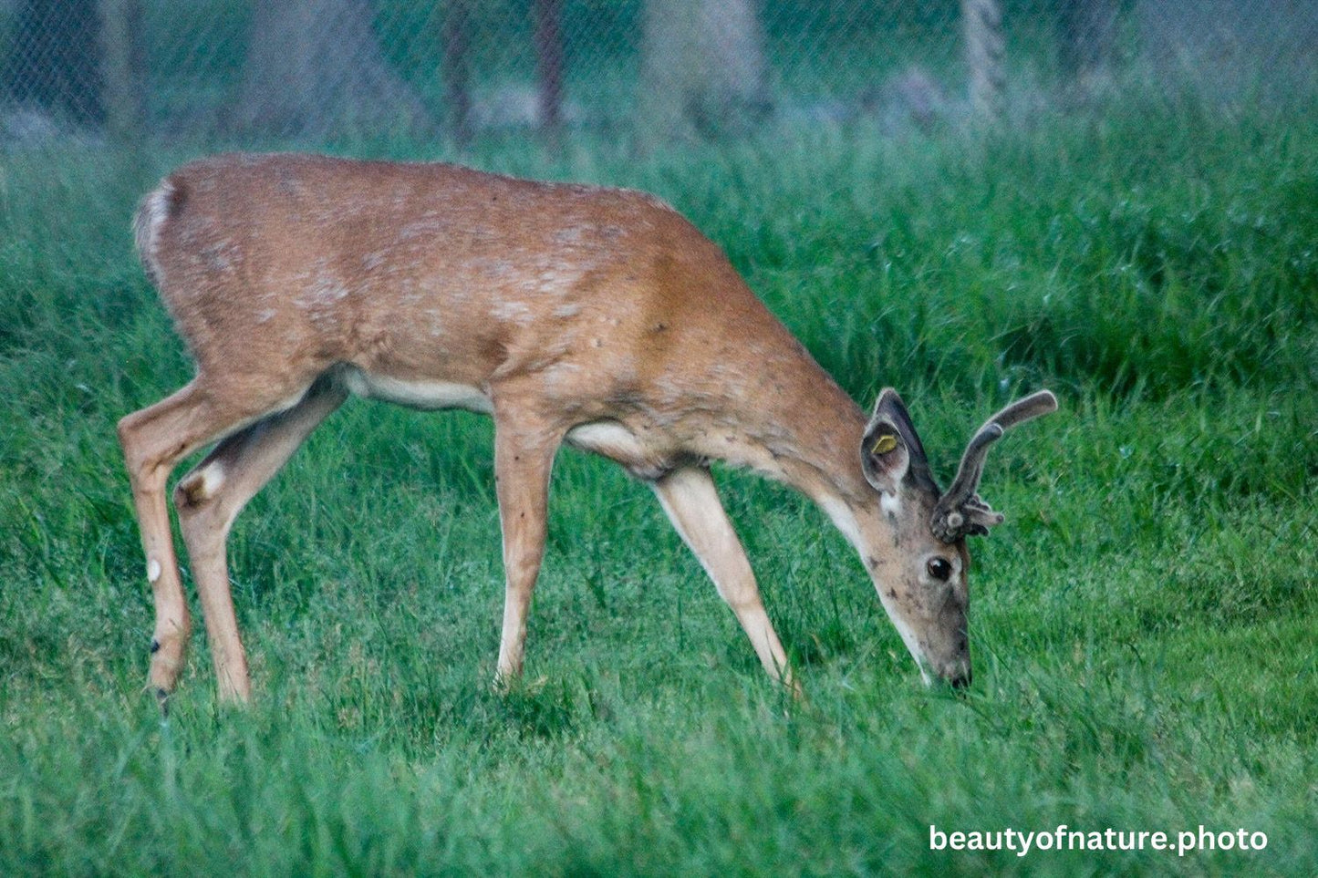 Deer 18 1500X1000