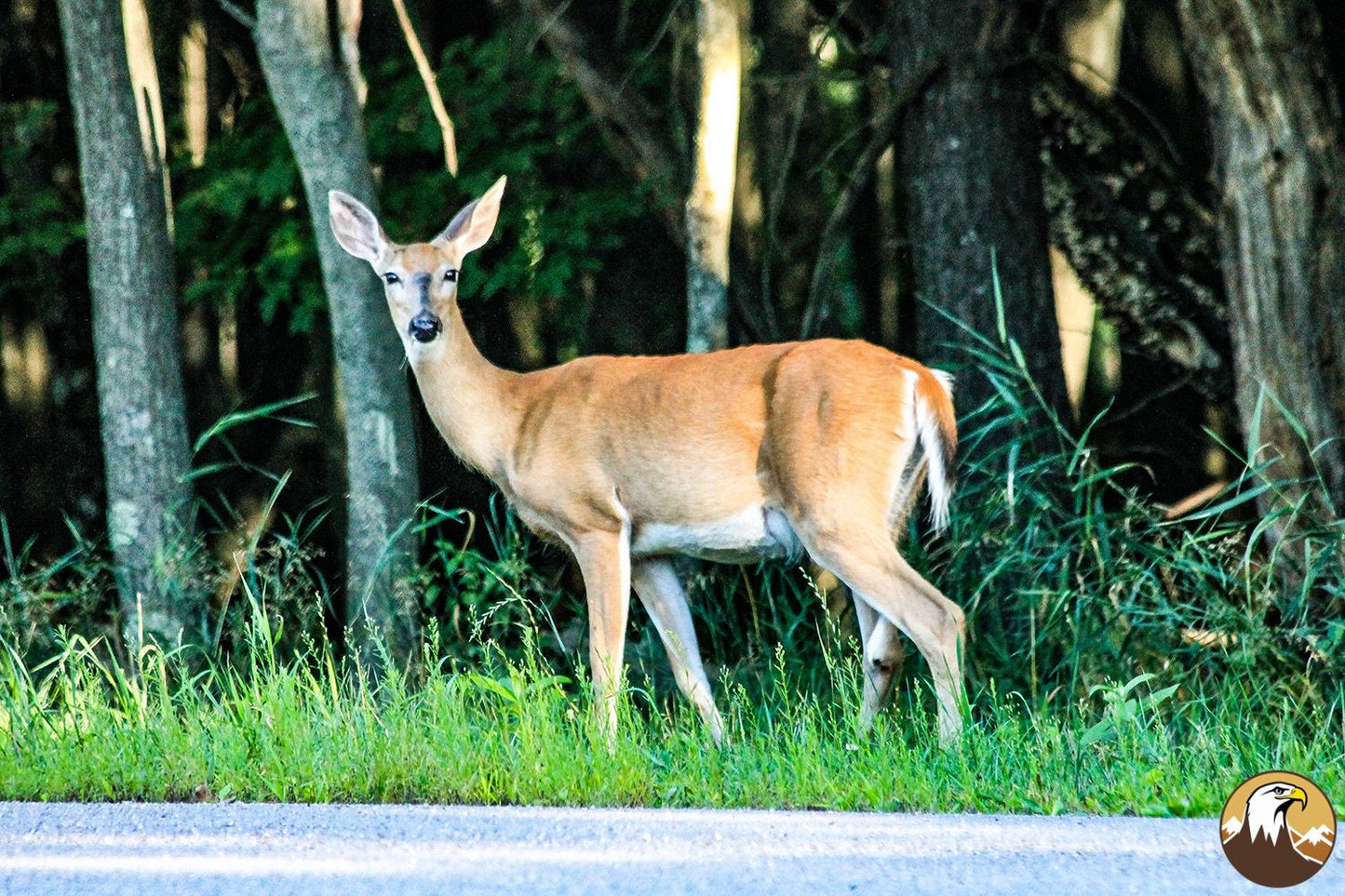 Deer 1 1500X1000
