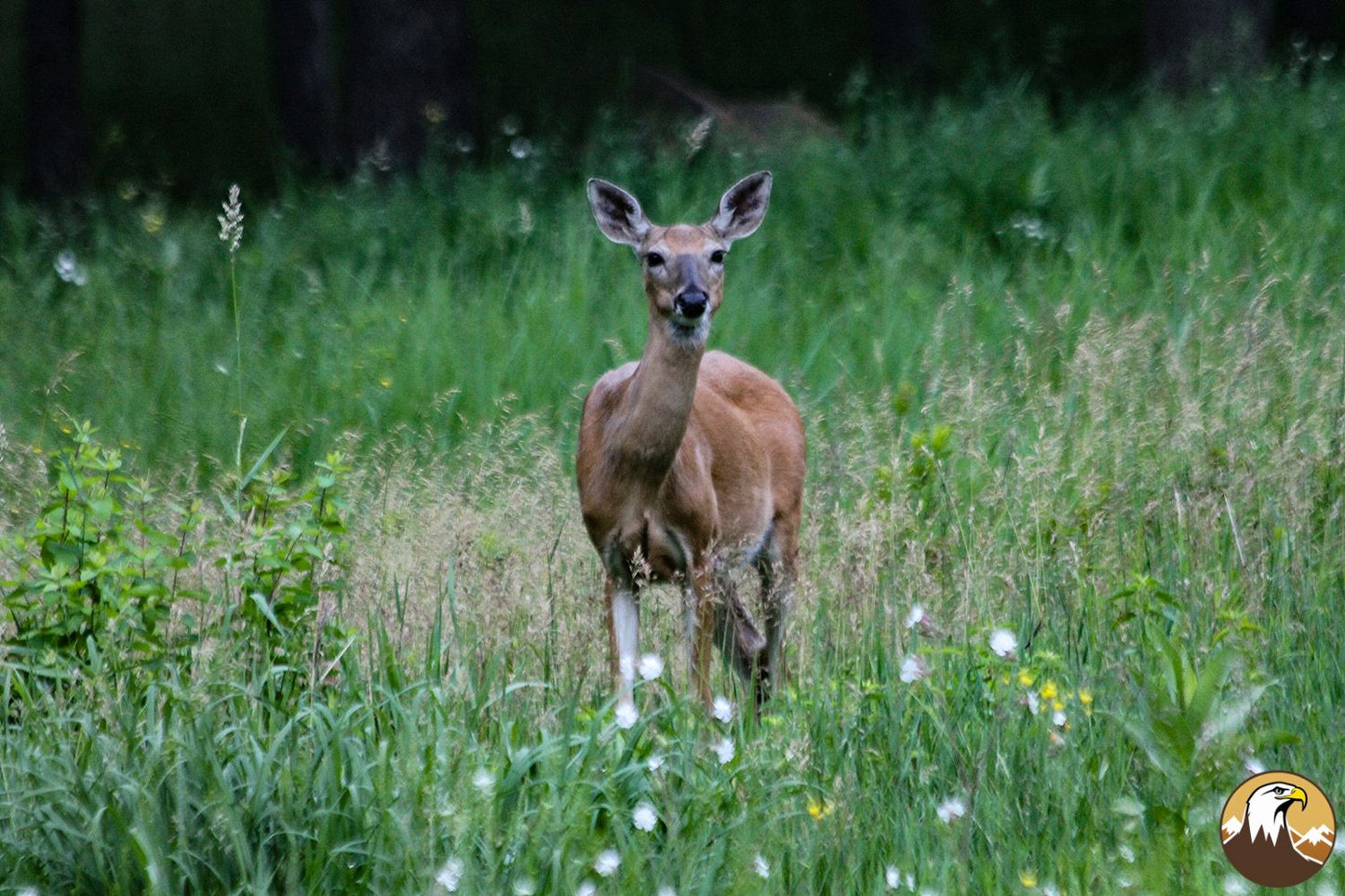 Deer 4 1500X1000