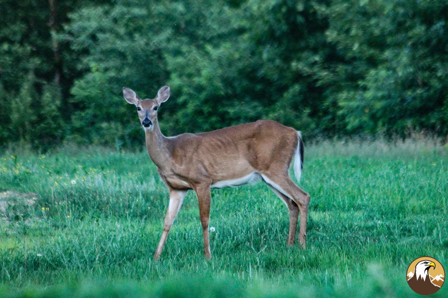 Deer 6 1500X1000