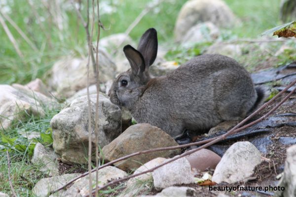 Domestic Rabbit 2 Horizontal