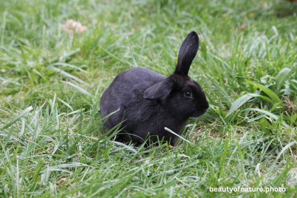 Domestic Rabbit 3 Horizontal