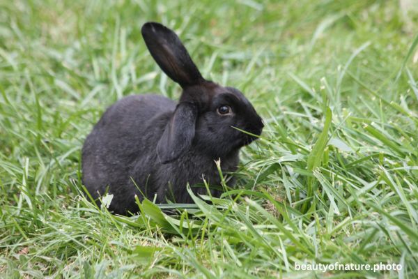 Domestic Rabbit 4 Horizontal