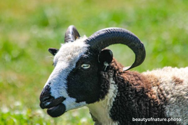 Domestic Sheep Horizontal