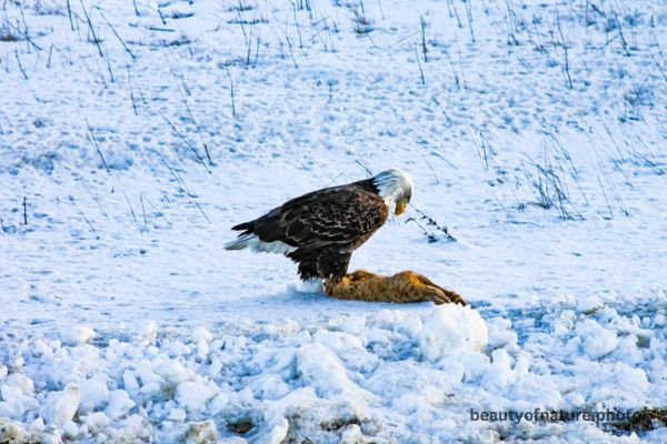 Bald Eagle Eating Roadkill 10 Horizontal