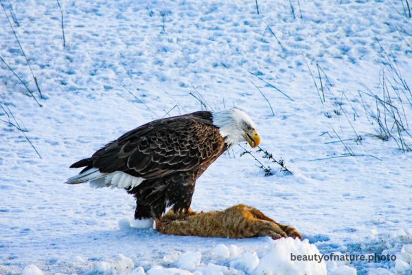 Bald Eagle Eating Roadkill 12 Horizontal
