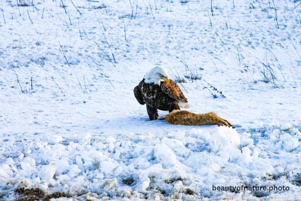Bald Eagle Eating Roadkill 6 Horizontal