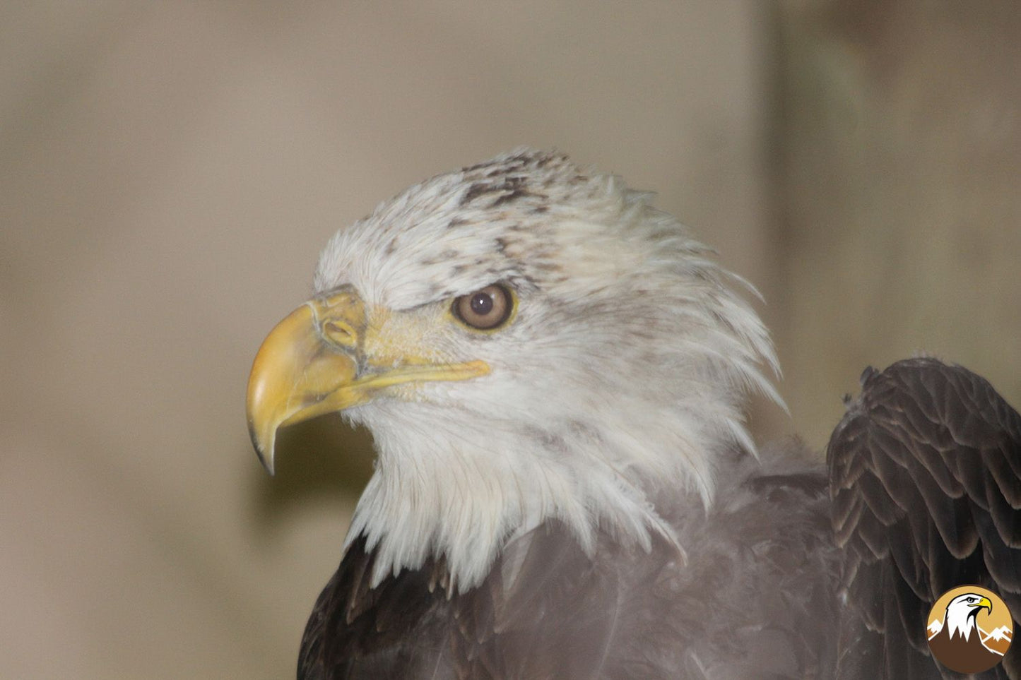 Eagle Profile 6 1500X1000