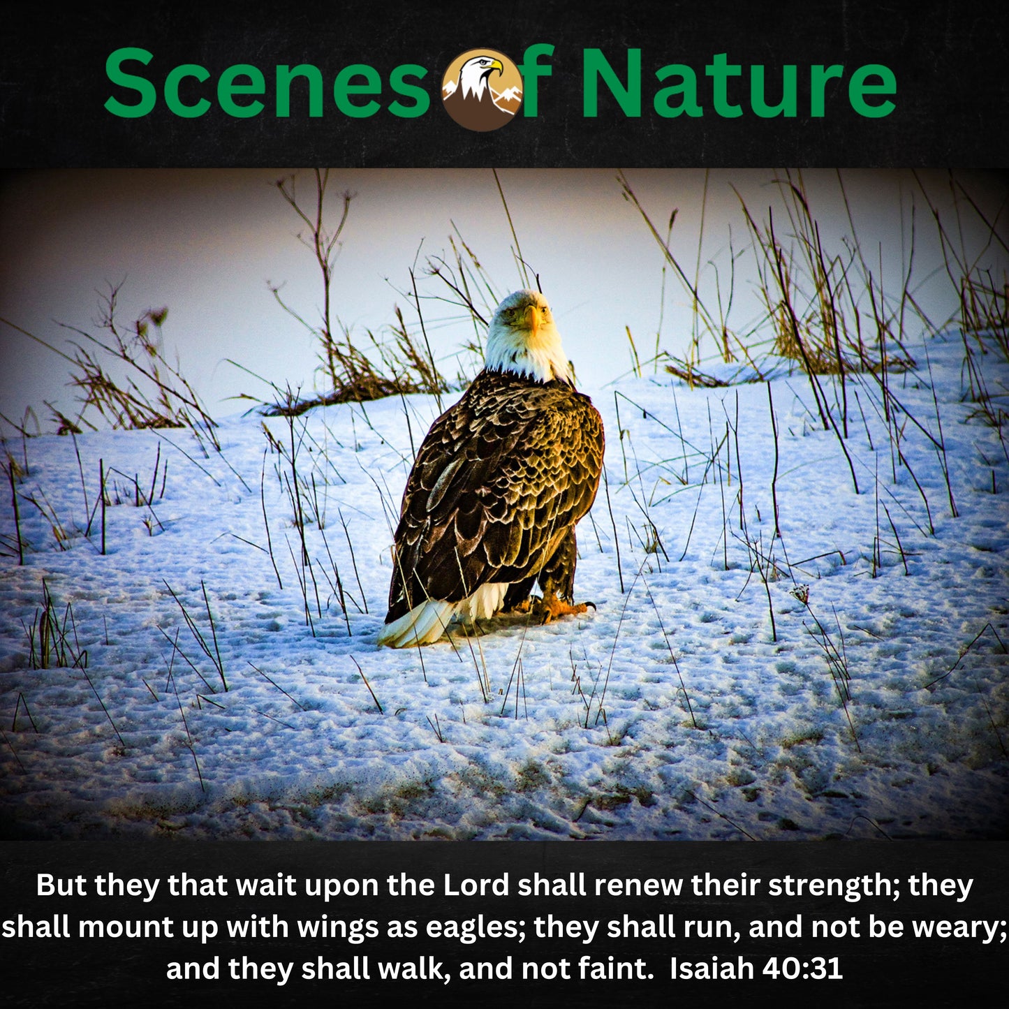 AAAA Adult Tee Horizontal Template Scenes of Nature