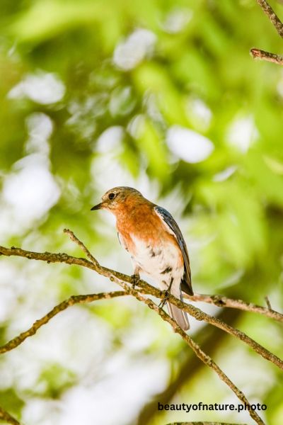 Eastern Bluebird Portrait 23-8433 Vertical Early Access Q1 2026