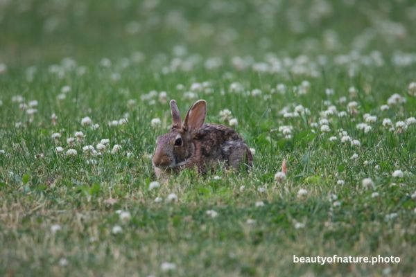 Eastern Cottontail Closeup 23-4767 Horizontal Early Access Q4 2025