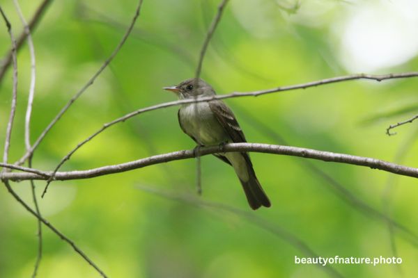Eastern Wood Pewee Portrait 23-5192 Horizontal Early Access Q4 2025