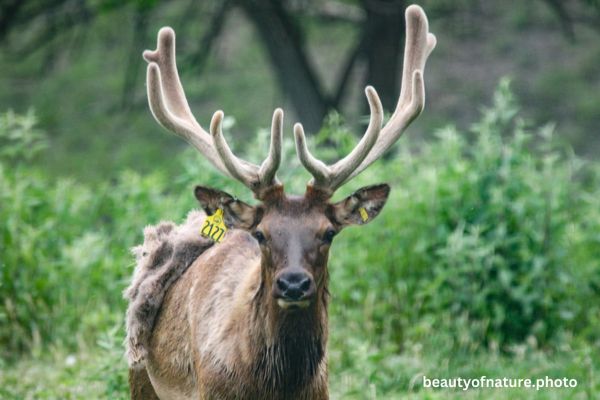 Elk 2 Horizontal