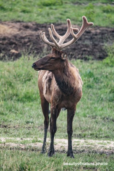 Elk 4 Vertical
