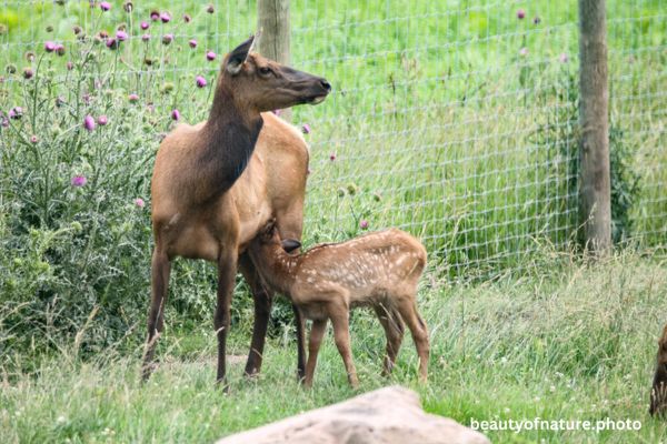 Elk Calf Nursing Horizontal