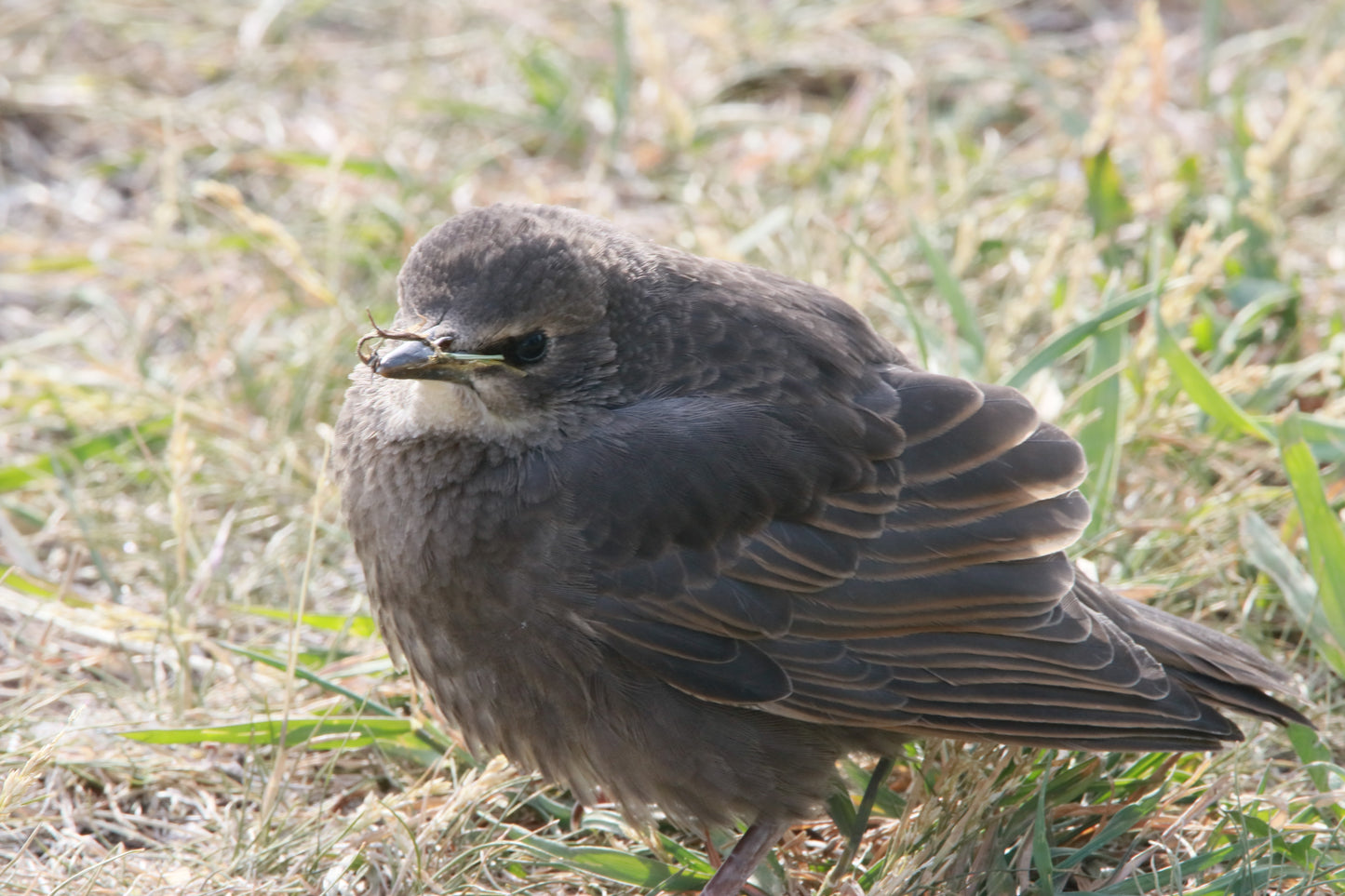 European Starling Fledgling Portrait 23-4814 Horizontal Early Access Q1 2026
