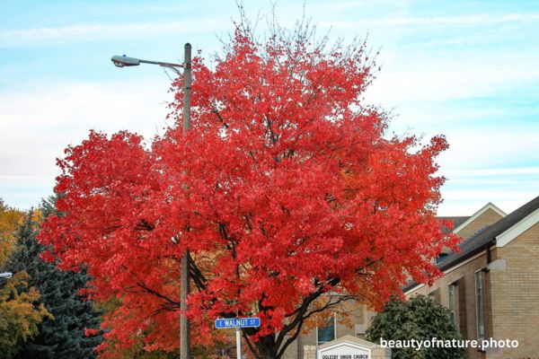 Fall Colors 1 Horizontal