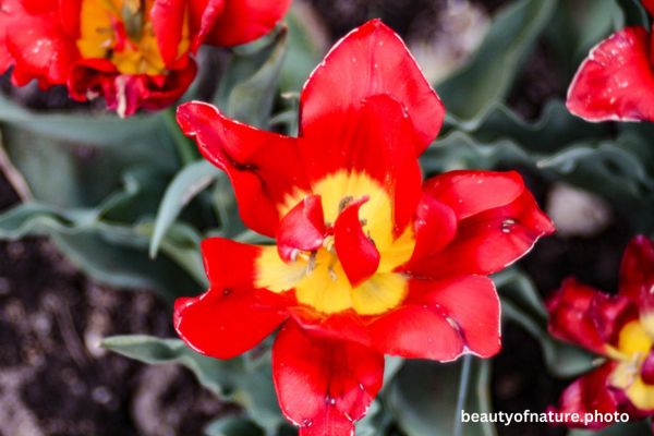 Flower Horizontal