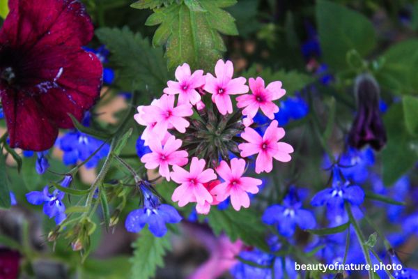 Flower Variety 2 Horizontal