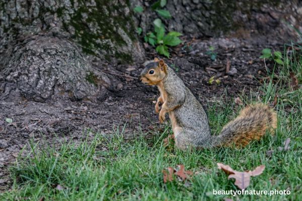 Fox Squirrel 1 Horizontal