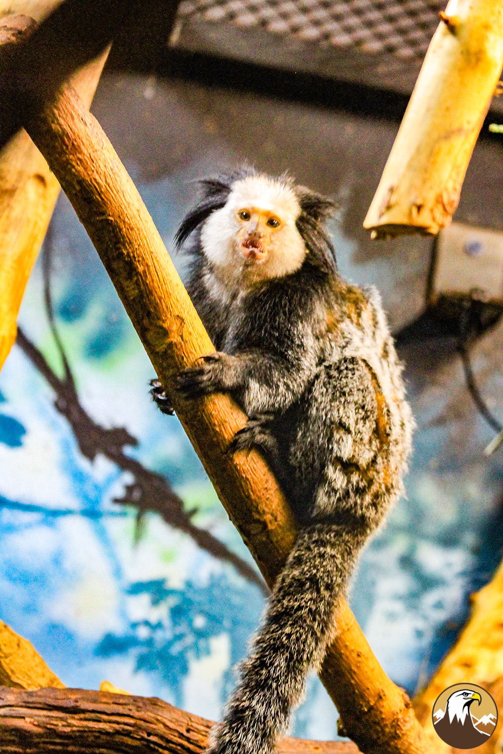 Geoffrey's Marmoset 1 1000X1500