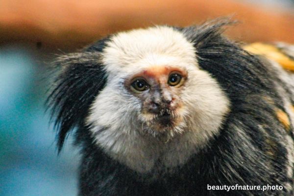 Geoffrey's Marmoset 2 Horizontal