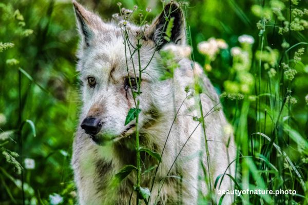 Gray Wolf 10 Horizontal
