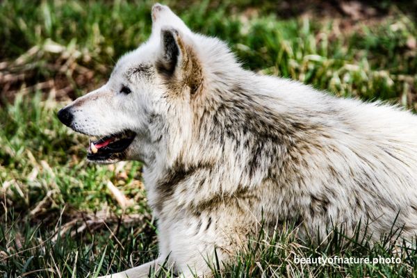 Gray Wolf 16 Horizontal