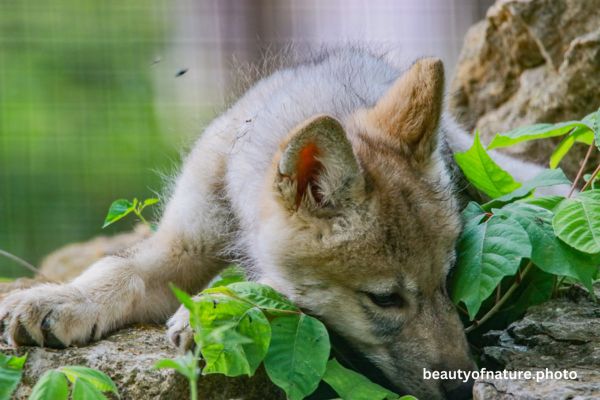 Gray Wolf Pup Ashamed 23-9362 Horizontal Available NOV 27 to DEC 14 2025