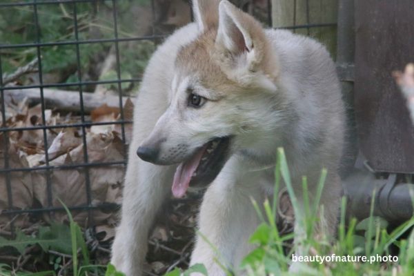Gray Wolf Pup Smiling 23-7973 Horizontal