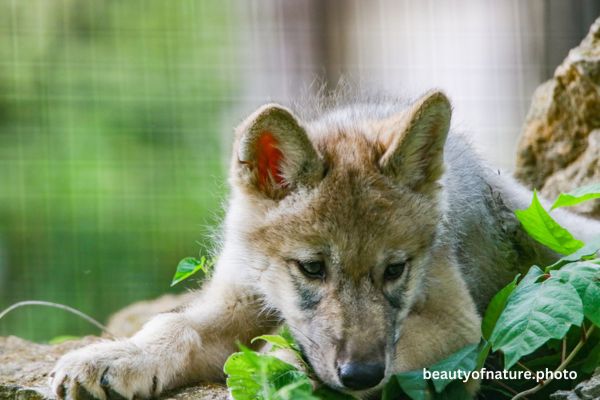 Gray Wolf Pup Sad Face 23-9359 Horizontal