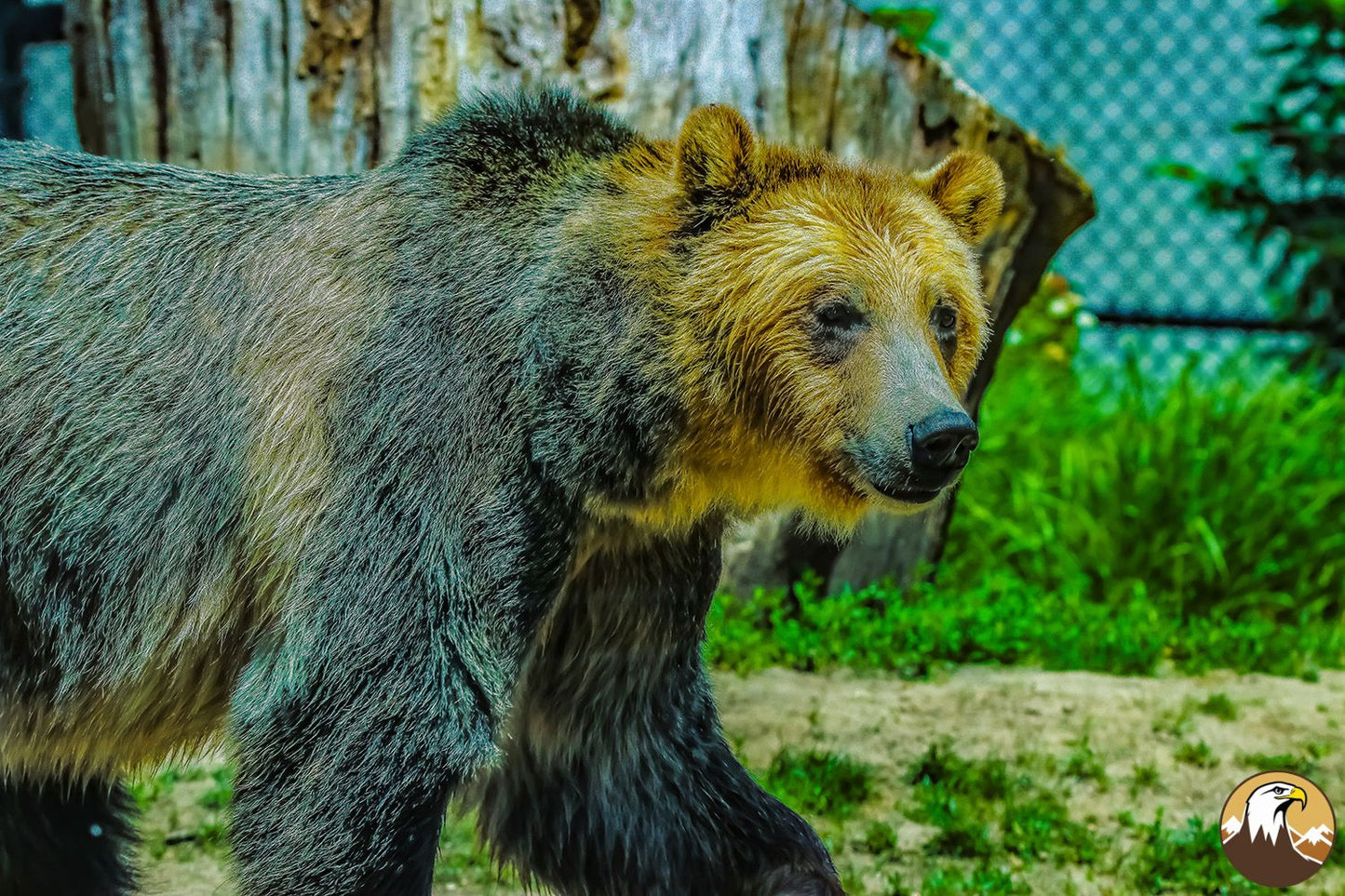 Grizzly Bear 1 1500X1000