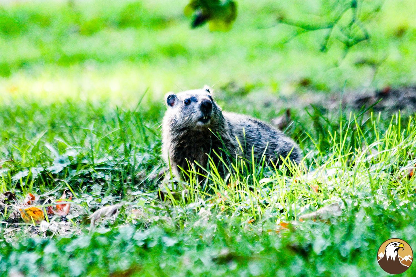 Groundhog 1 1500X1000