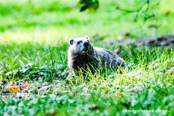 Groundhog 1 Horizontal