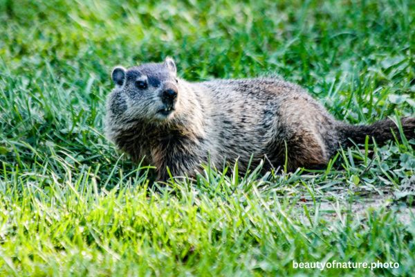 Groundhog 4 Horizontal