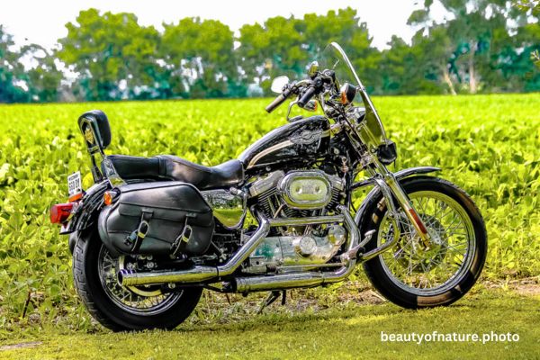 Harley Davidson Portrait 15-1 Horizontal