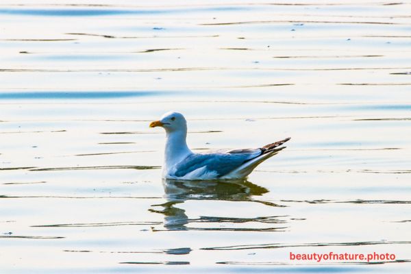 American Herring Gull Portrait 23-6768 Horizontal Early Access Q1 2026