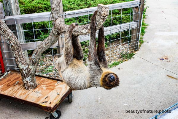 Hoffmann's Two-toed Sloth 1 Horizontal